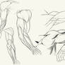 Arm Anatomy Sketches