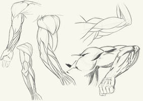 Arm Anatomy Sketches