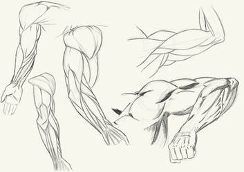 Arm Anatomy Sketches