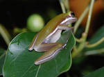 Tree frog2 by mylivingphotography