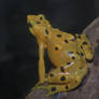 Tree frog yellow