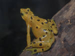 Tree frog yellow by mylivingphotography