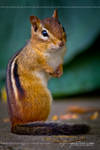 Charming Chipmunk 7850 by AforAperture