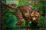 Cheetah by AforAperture