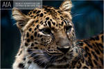 Amur Leopard by AforAperture