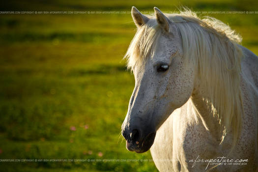 Wild Pony from Ocracoke 5040