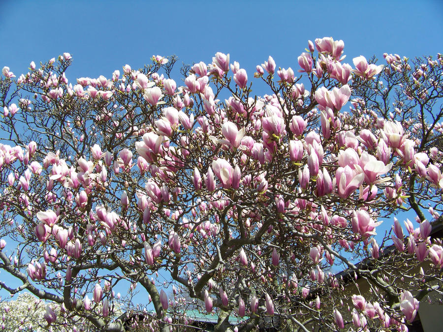 Flowering Tree at Brooklyn Botanic Garden