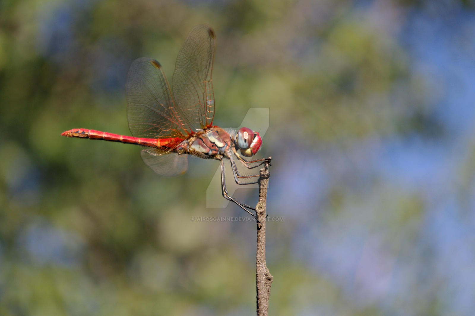 dragonfly