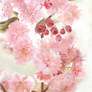 Cherry Blossom (Study)