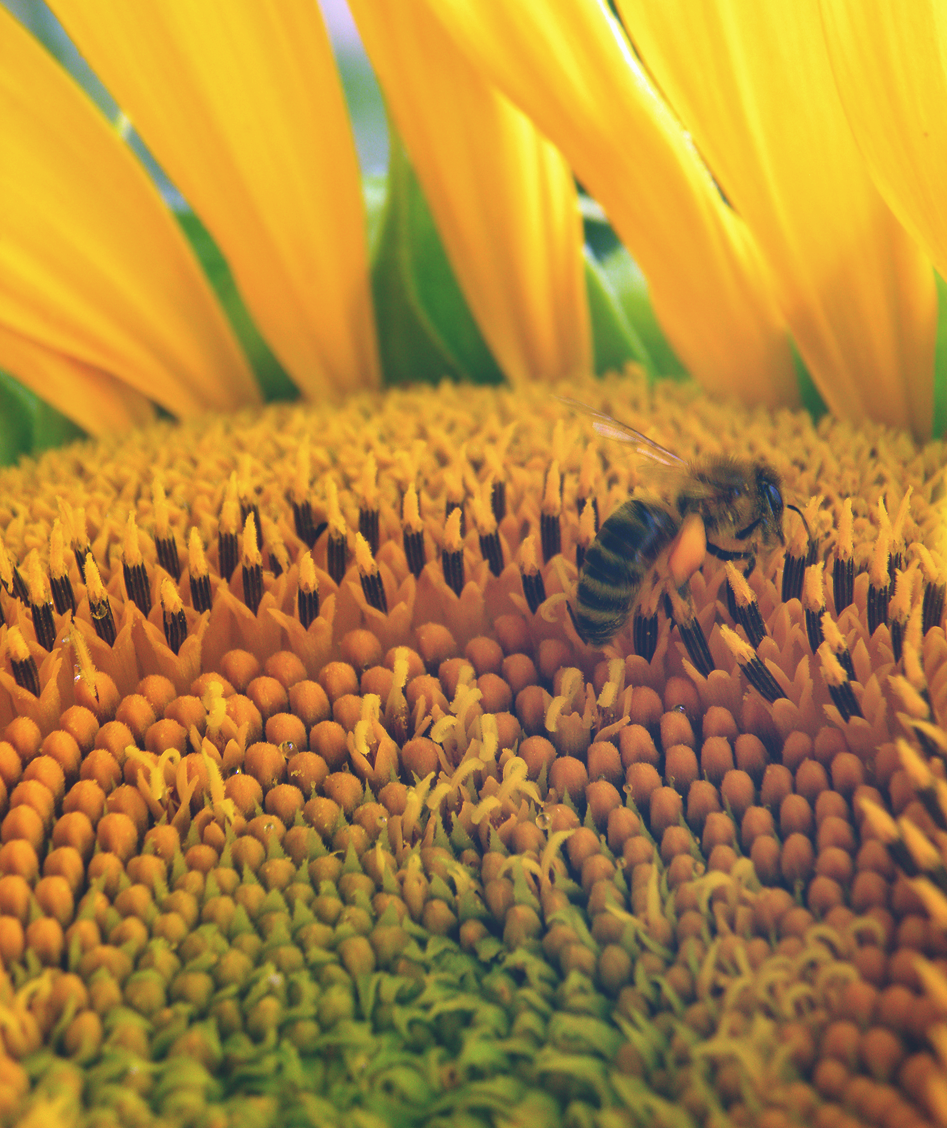 Bee In A Sunflower