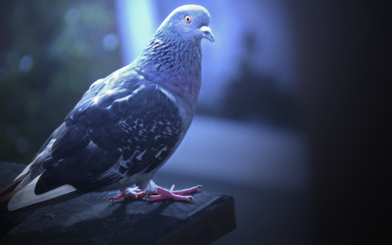 Pigeon Blues