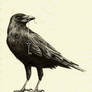 Crow