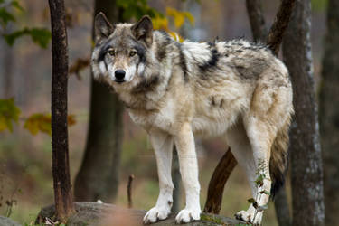 Wolves_08