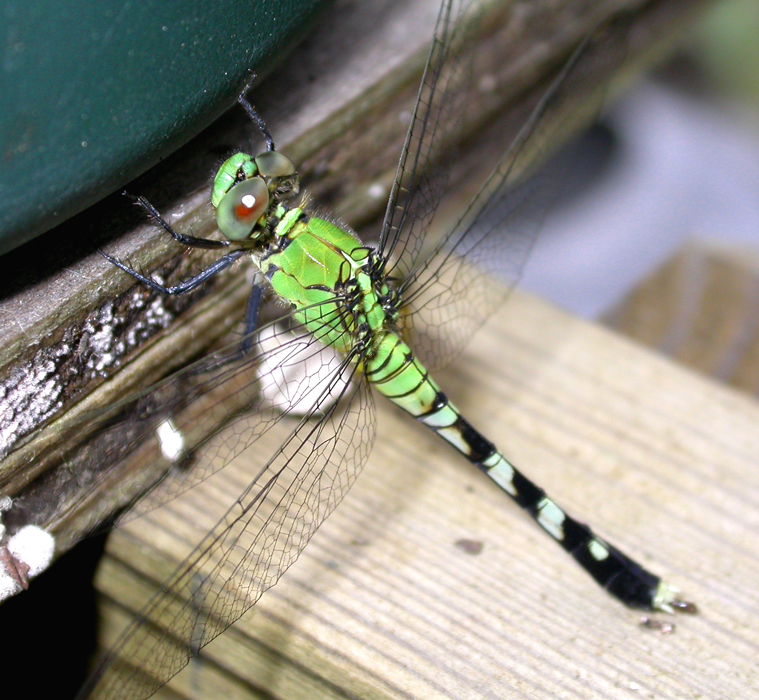 Eastern Pondhawk Dragonfly 1