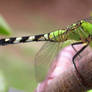 Eastern Pondhawk Dragonfly 4