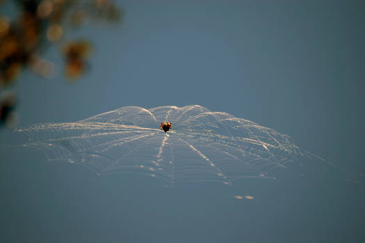 Spider in Her Web