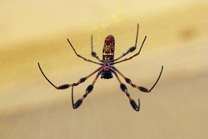 Golden Silk Orbweaver - ventral side