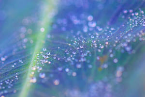 Dew at the Zoo 01