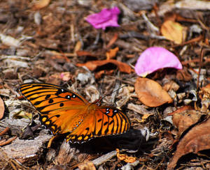 Gulf Fritillary 01