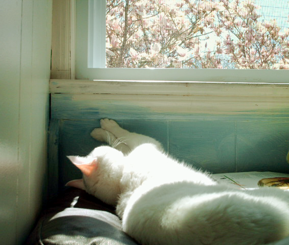 spring nap