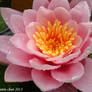 Waterlily