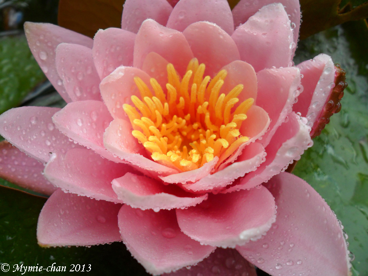 Waterlily