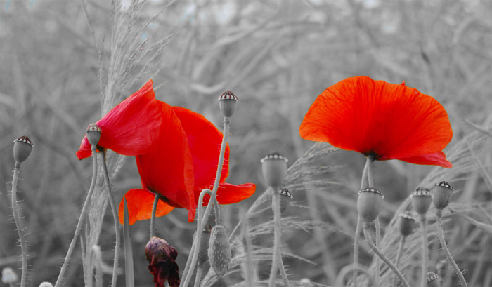 Corn poppy wallpaper in many resolutions