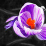 Crocus flower