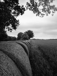 Circular Bales