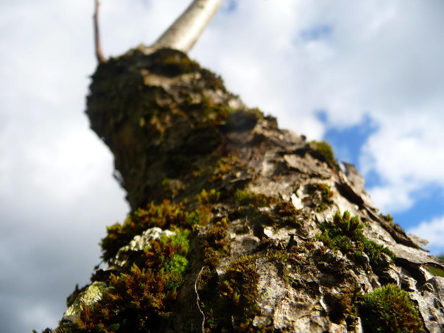 Bumpy Ride by LiquidRoots on DeviantArt