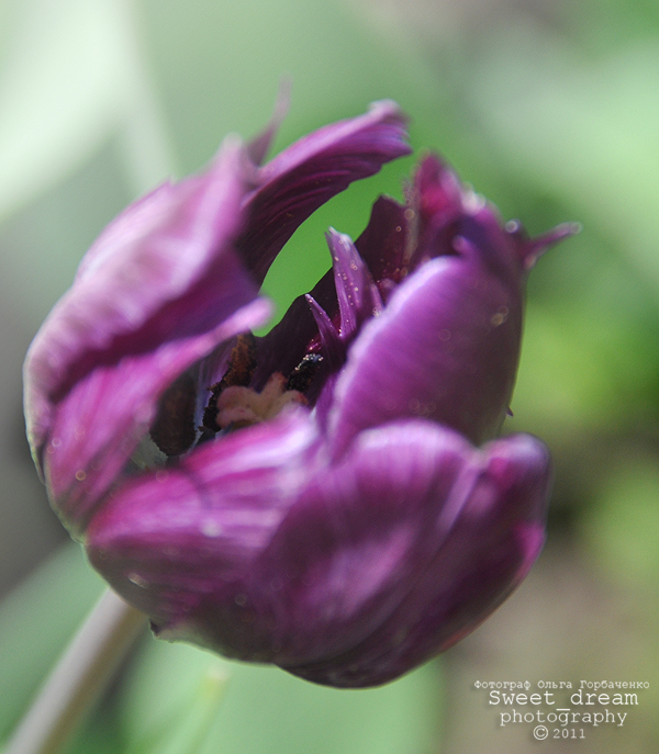 Tulip.