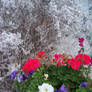 Flowers in the Snow