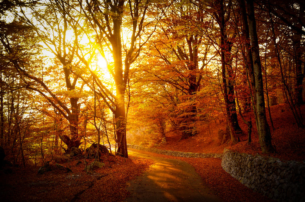 Warm autumn light through golden trees