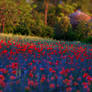 Field of Poppies