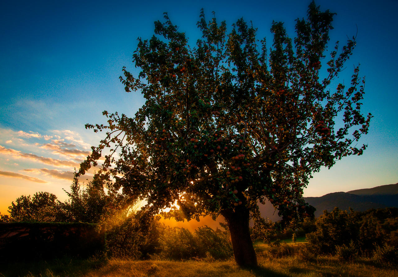 Sunset Calm Light