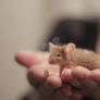 baby mouse