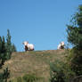 Cows in the mountains