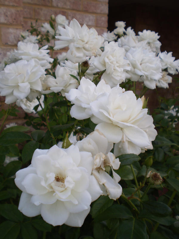 White roses