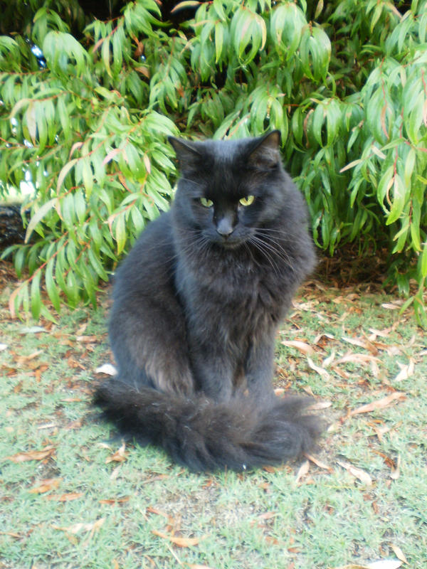 Black Turkish Angora X V By Twister4evastock On Deviantart