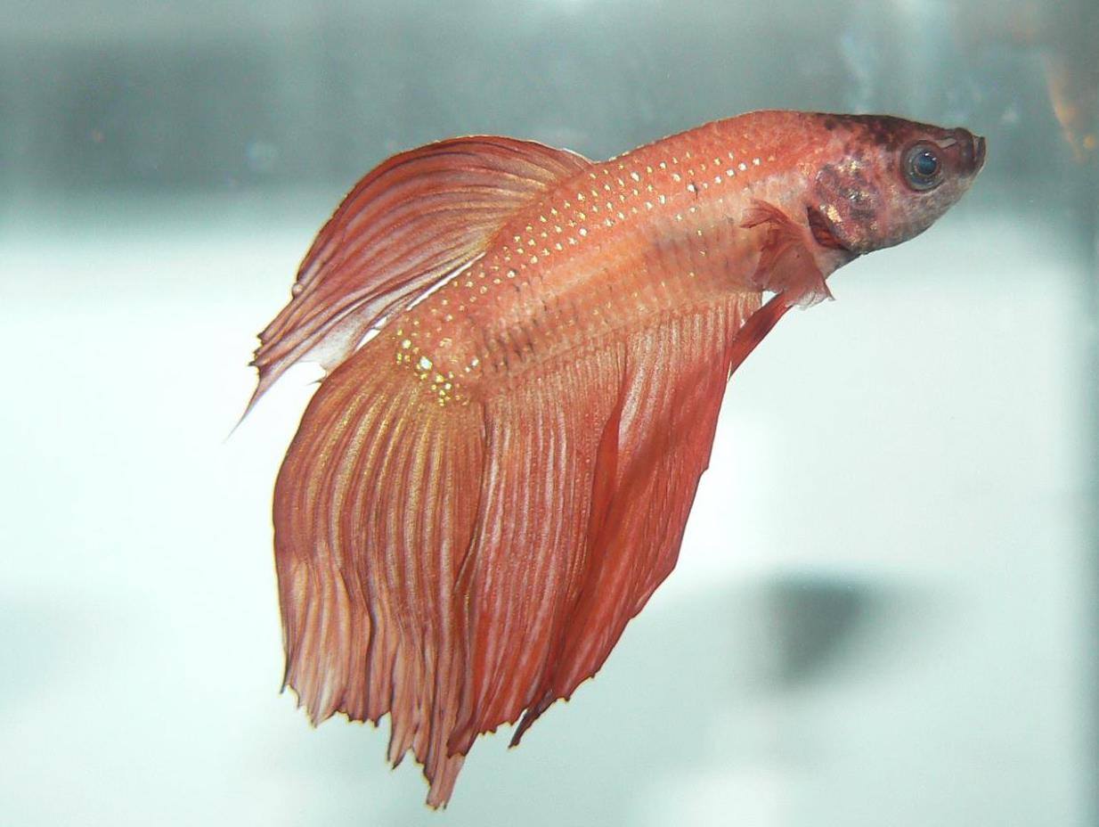 Light Red Siamese fighting fish