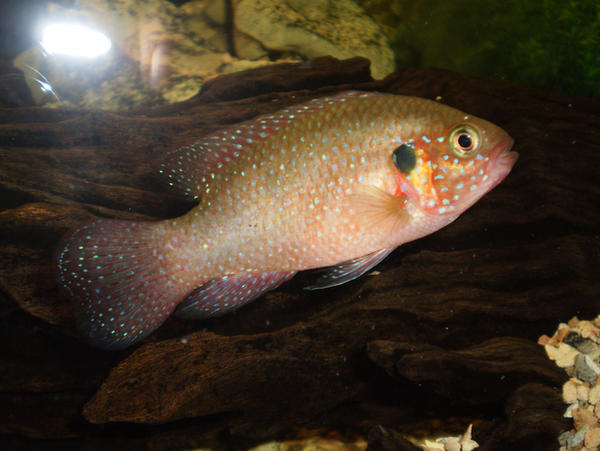 Jewel Cichlid I