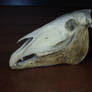 Horse skull I