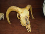 Goat skull I by Twister4evaSTOCK