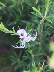 Flower spider STOCK