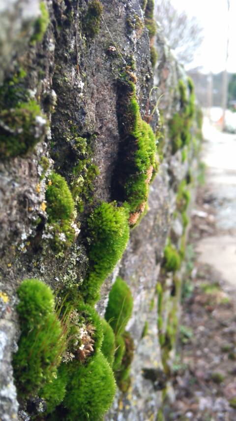 Mossy Wall