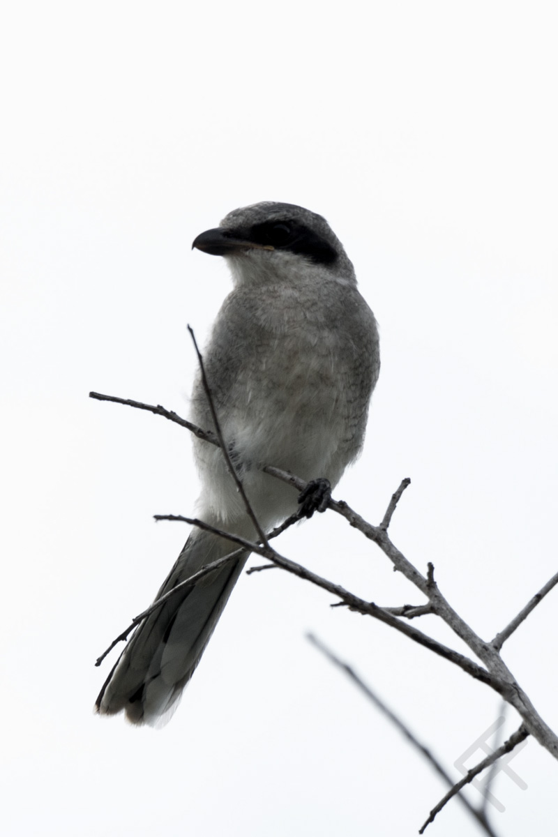 Blue Jay in White Sky