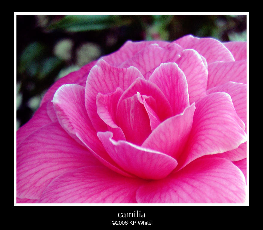 Calmaila camilia by LAPSTER44 on DeviantArt