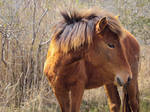Wild Horse Stock 8756 by sUpErWoLf--StOcK