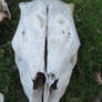 Cow Skull Stock 8039