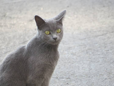 Domestic Cat Stock 2396